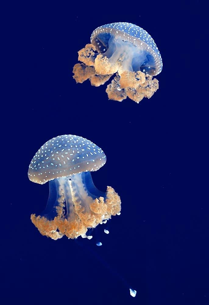Phyllorhiza punctata IV by orestART on DeviantArt