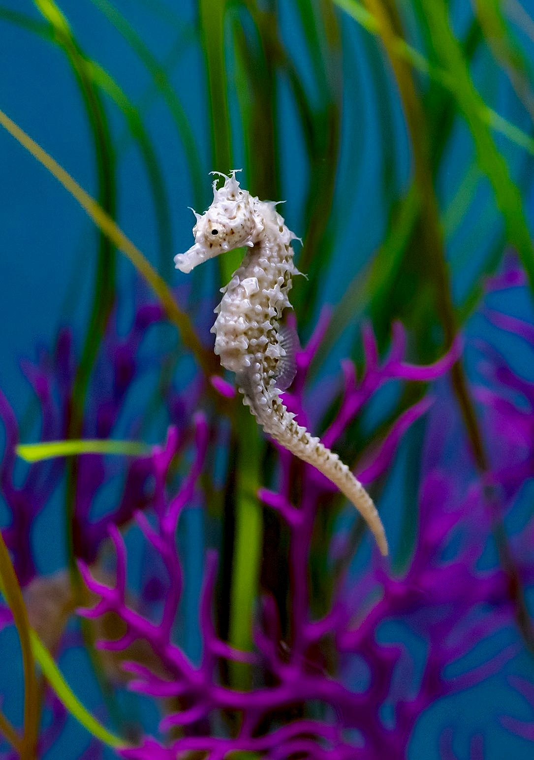 Ripley's Aquarium of Canada _ Seahorse Feed - Seat of your pants